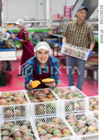 Smiling female worker in fruit sorting warehouse holding sliced mango Smiling female worker in fruit sorting warehouse holding sliced mango 99229036