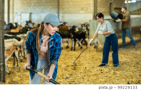 Focused young woman farmer sweeping goat shelter 99229133