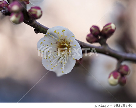 野山に咲く梅の花 99229240