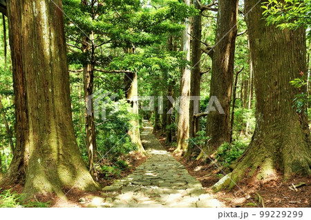 和歌山県　熊野古道　大門坂 99229299