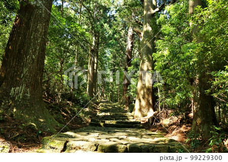 和歌山県　熊野古道　大門坂 99229300