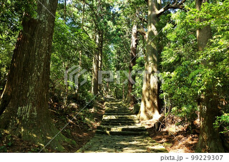 和歌山県　熊野古道　大門坂 99229307
