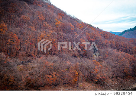 晩秋の景色　奥日光湯西川の紅葉 99229454