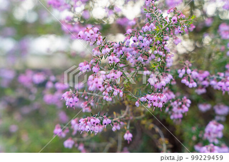 ジャノメエリカ ジャノメエリカ 99229459