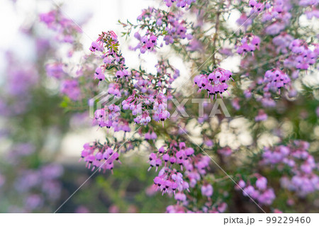 ジャノメエリカ 99229460