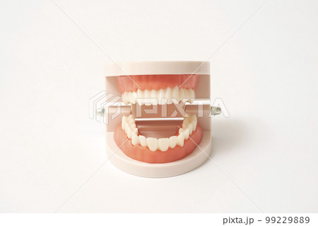 歯列模型　白背景 99229889