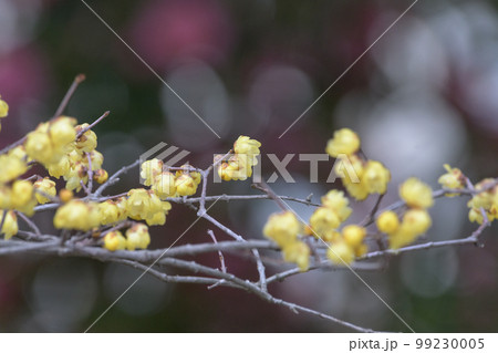キラキラ背景の蝋梅 キラキラ背景の蝋梅 99230005