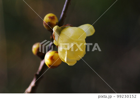 透明の花弁を咲かせたソシンロウバイ（素心蝋梅）の香りが嬉しい 99230152