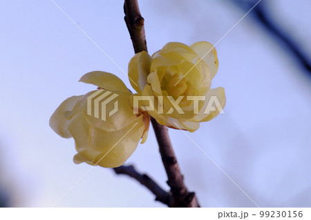 透明の花弁を咲かせたソシンロウバイ(素心蝋梅)の香りが嬉しい 透明の花弁を咲かせたソシンロウバイ(素心蝋梅)の香りが嬉しい 99230156