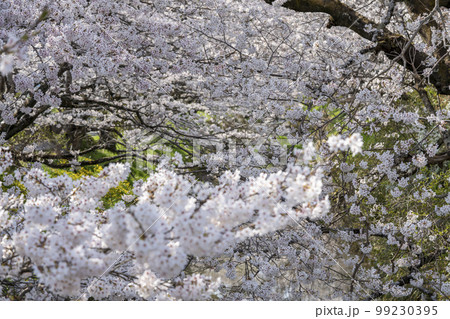 丹波　黒井川堤の花筏 99230395