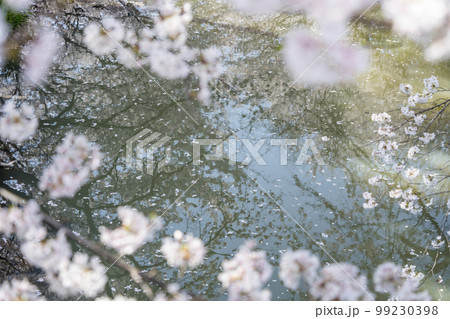丹波　黒井川堤の花筏 99230398