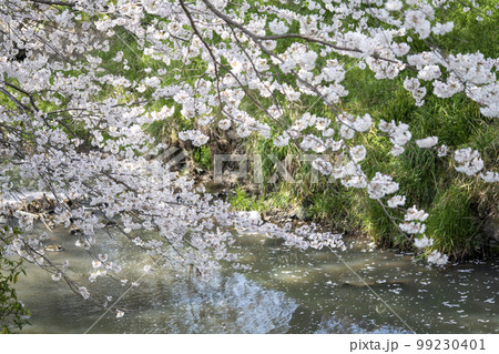 丹波　黒井川堤の花筏 99230401