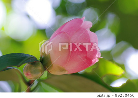 ワビスケ（わびすけ,侘助）の可憐なピンクの花が可愛い 99230450