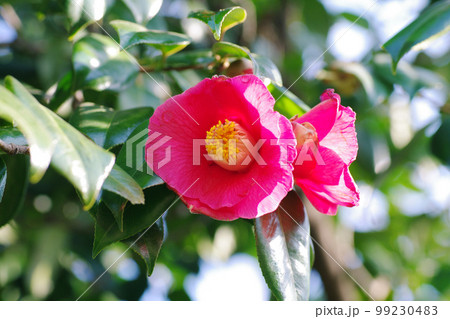 ワビスケ（わびすけ,侘助）の可憐な真紅の花が可愛い 99230483