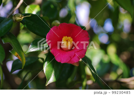 ワビスケ（わびすけ,侘助）の可憐な真紅の花が可愛い 99230485