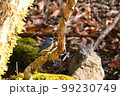 木と苔とルリビタキ 99230749