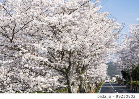 丹波　黒井川堤の桜並木 99230802