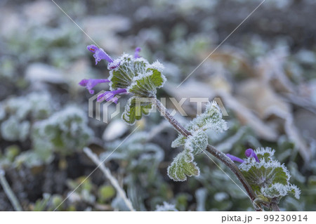 霜が降りたホトケノザ／冬でも花が咲いている春の七草 99230914