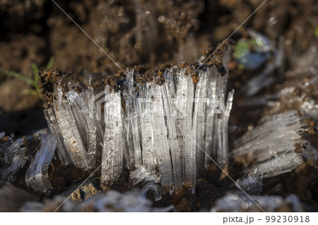 土を押し上げている霜柱 99230918
