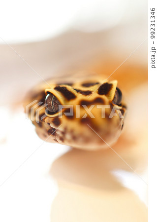 レオパードゲッコー　ヒョウモントカゲモドキ 99231346