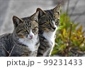 そっくりな野良猫兄弟 99231433