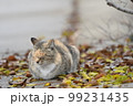 眠る猫と枯葉 99231435