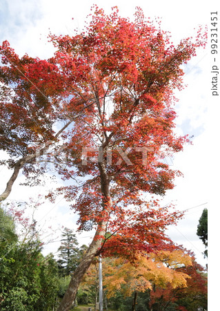 色づきはじめた紅葉 色づきはじめた紅葉 99231451