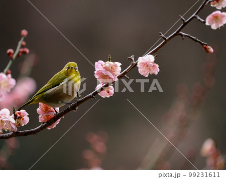 梅の花とメジロ 99231611