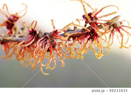 マンサク（まんさく,万作,満作,春告げ花）のチジレタ花弁が面白い 99231635