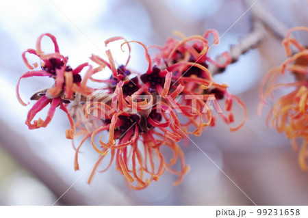 マンサク（まんさく,万作,満作,春告げ花）のチジレタ花弁が面白い 99231658