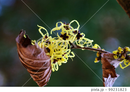 マンサク（まんさく,万作,満作,春告げ花）のチジレタ花弁が面白い 99231823