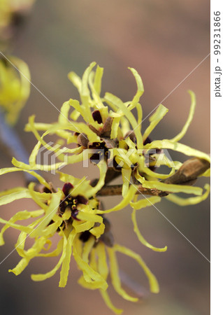 マンサク（まんさく,万作,満作,春告げ花）のチジレタ花弁が面白い 99231866