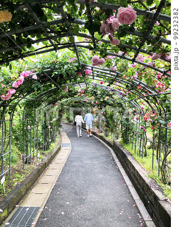 冠山総合公園　ばら祭 99232382