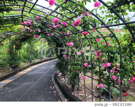 冠山総合公園　ばら祭 99232386