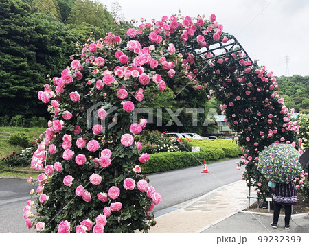 冠山総合公園 ばら祭 冠山総合公園 ばら祭 99232399