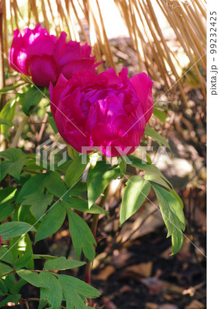 真紅の寒牡丹（ぼたん,牡丹,ボタン）の花が清々しい 99232425