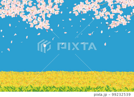 春　菜の花と青空と桜　桜舞う 99232539
