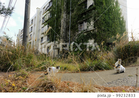廃坑により廃墟となった団地と野良猫 99232833