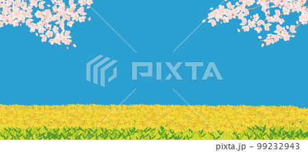 春　菜の花と桜　横長背景 99232943