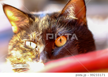 サビ猫 99233171
