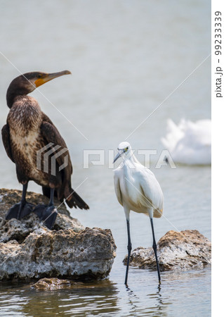 Small white heron, or Little egret, Egretta garzetta, and Great cormorant, Phalacrocorax carbo, sitting on a cliff and looking for fish in shallow water 99233339