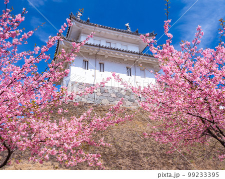 3月栃木・宇都宮　宇都宮城の富士見櫓と河津桜 99233395