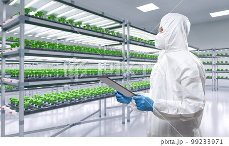 Worker wears medical protective suit or white coverall suit in smart indoor farm system raised plants on shelves growth 99233971