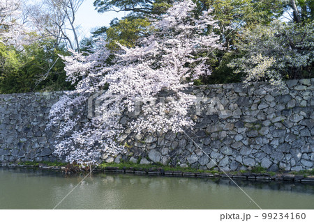彦根城の桜 99234160