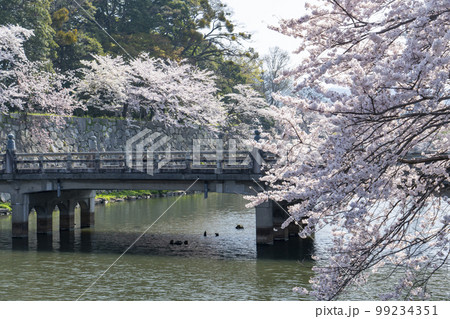 彦根城の桜 彦根城の桜 99234351
