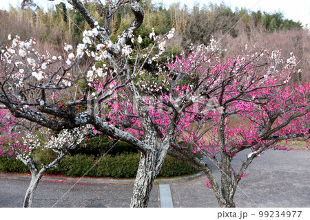 知多旭旭公園の梅見頃 99234977