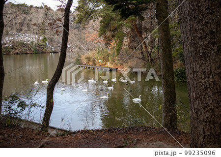 Swans on the lake Swans on the lake 99235096