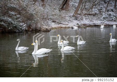 Snow and swans Snow and swans 99235152