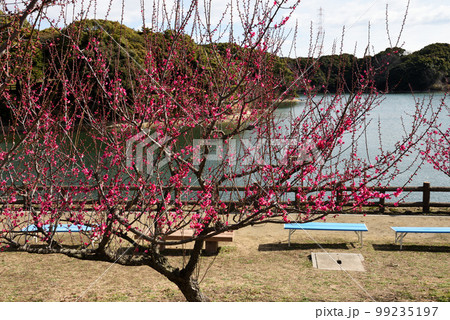 佐布池　梅まつり 99235197