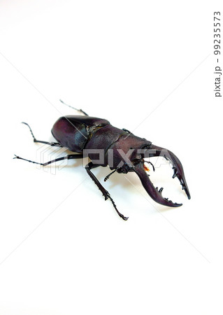 ノコギリクワガタ　クワガタムシ　夏休み　子供 99235573